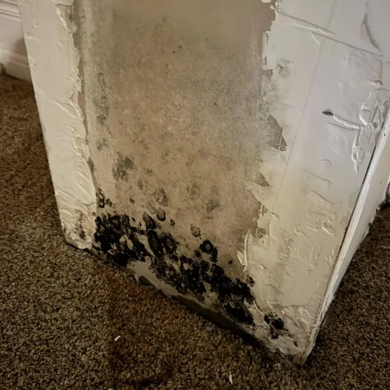 Professional Mold Removal in Versailles, KY